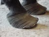 Founder- Laminitis