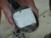 Hoof Abscess Treatment