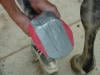 Hoof Abscess Treatment