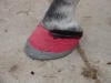 Hoof Abscess Treatment