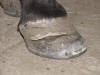 coronet lateral quarter crack