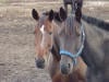 horses