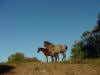 Horses
