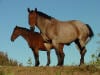 Horses