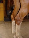 caped hocks