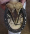 frog-hoof
