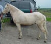 Chincoteague Pony