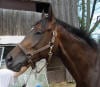 Thoroughbred