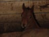 Quarter Horse Foal