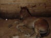 Quarter Horse Foal