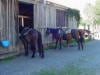 hack horses