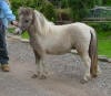miniature pony