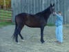 Thoroughbred