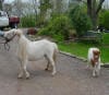 miniature pony foal