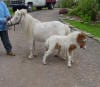 miniature pony foal