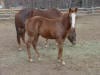 Quarter Horse