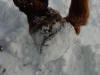 snow balling up