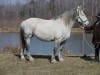 Percheron