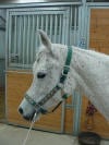 Arabian