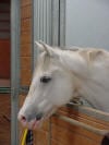 Quarter Horse
