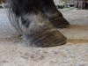 Founder- Laminitis adjusted