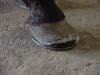 lateral hoof wall crack corrected