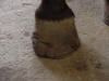 lateral hoof wall crack