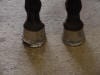 lateral hoof wall crack corrected