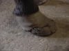 lateral hoof wall crack