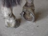 overdue shoeing