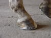 overdue shoeing corrected