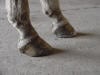 overdue shoeing