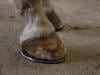 bar shoe wedge pads