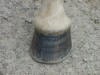 wild horse hoof
