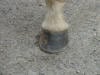 wild horse hoof