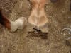 sheered heel