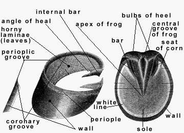 Hoof Frog