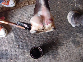 heel injury forging in horses