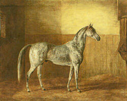 Arabian Horse
