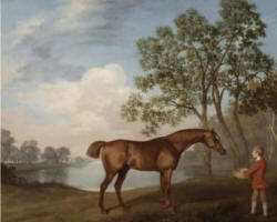 Horse Feeding
