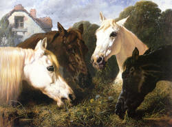 horses eating