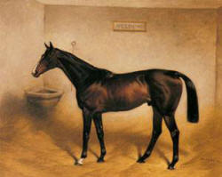 thoroughbred