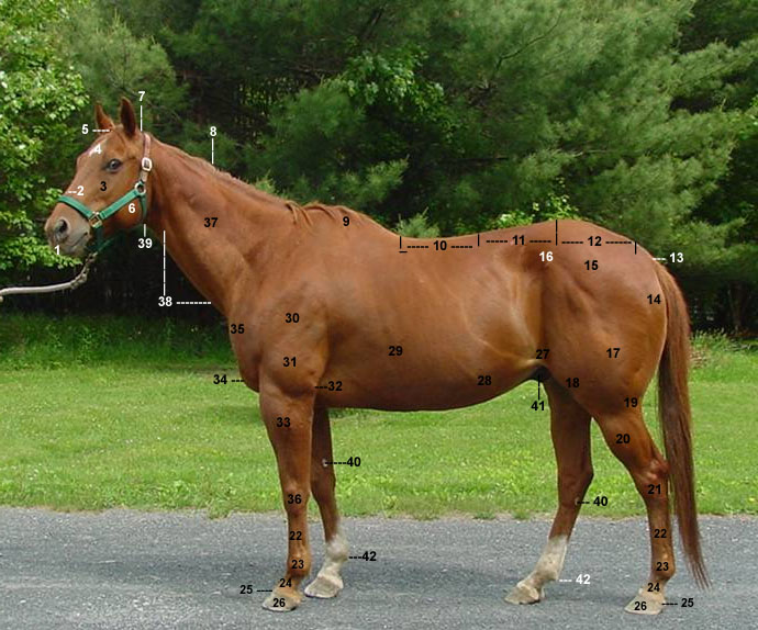Horse Body