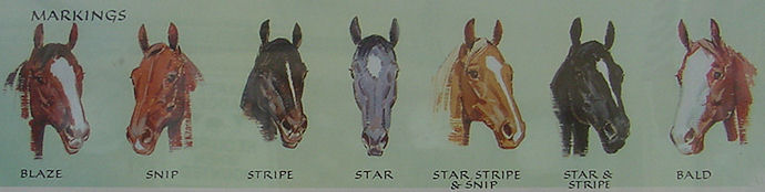 Head Markings