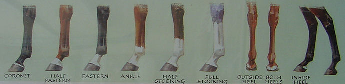 Leg Markings